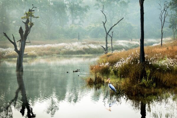 A bird is standing on the shore of a lake.