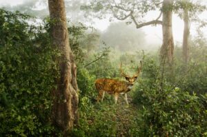 A deer standing in the middle of a forest.