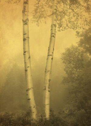 Two tall trees in a foggy forest with yellow tones.