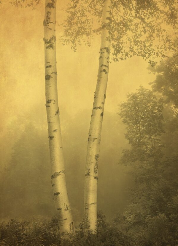 Two tall trees in a foggy forest with yellow tones.