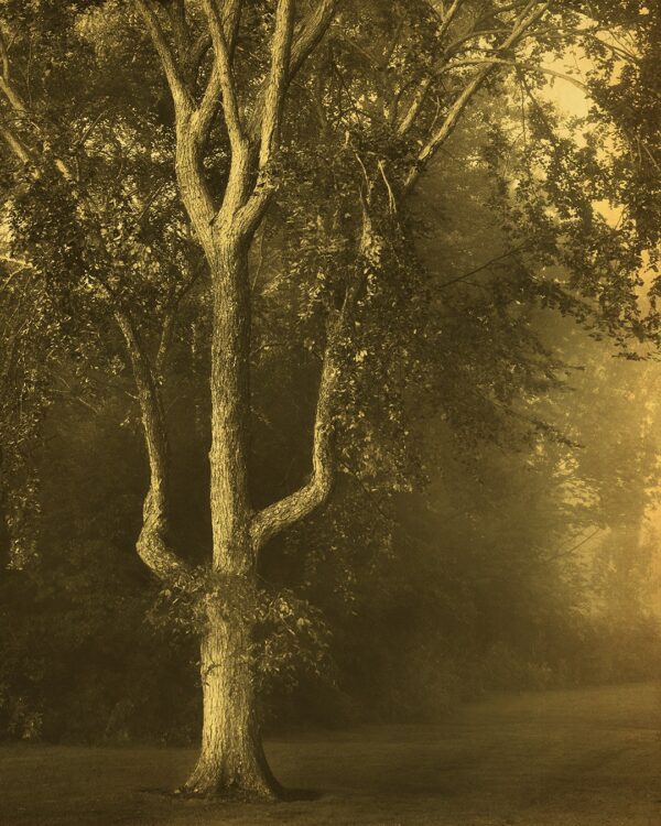 A tree with no leaves in the middle of a field.