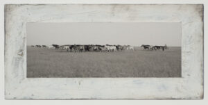 A herd of cattle walking across the grass.