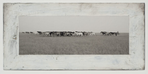 A herd of cattle walking across the grass.