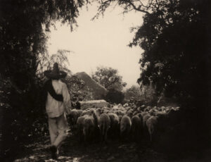 A man herds sheep in the woods.