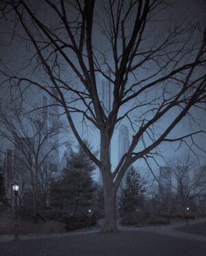 A tree in the middle of a park at night.