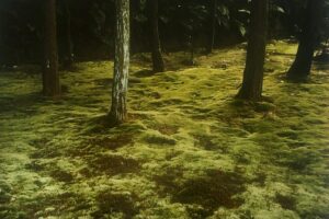 A forest with trees and moss on the ground.