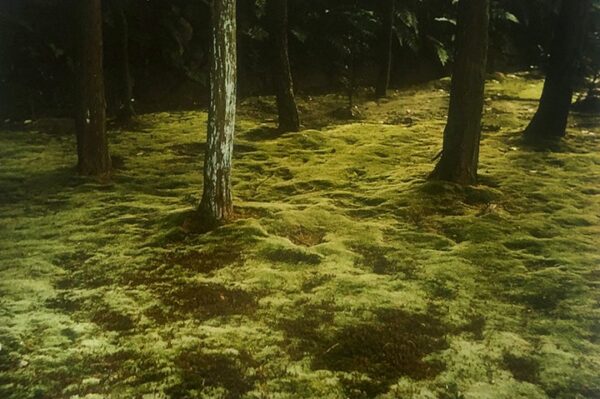A forest with trees and moss on the ground.