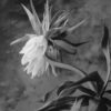 A black and white photo of a flower.