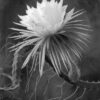 A black and white photo of a flower