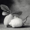 A black and white photo of three lemons
