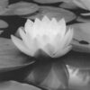 A water lily floating on top of a pond.