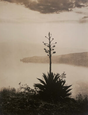 A plant is standing on the edge of a cliff.