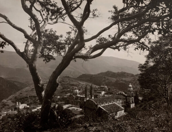A tree is in the middle of a hillside.