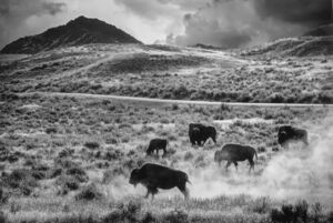 A herd of bison walking across the grass.