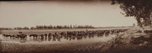 A herd of cattle walking across the water.