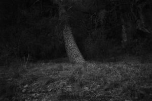 A tree in the middle of a field with no leaves.