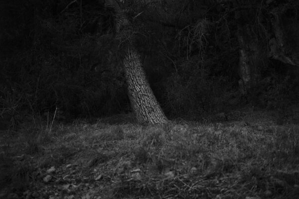 A tree in the middle of a field with no leaves.