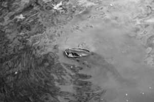 A ring floating in the water of a lake.