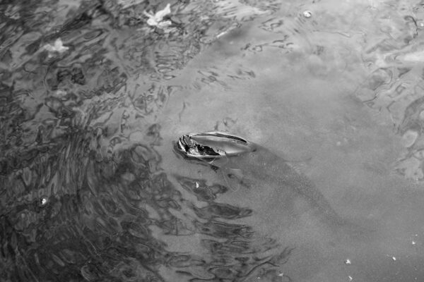A ring floating in the water of a lake.