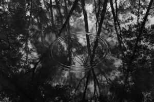 A black and white photo of trees with water rippling in the background.