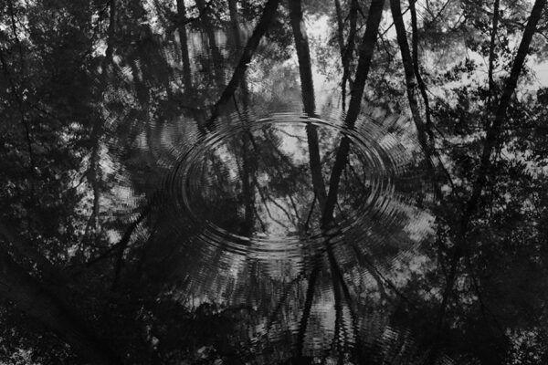 A black and white photo of trees with water rippling in the background.