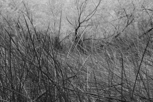 A black and white photo of trees in the distance.