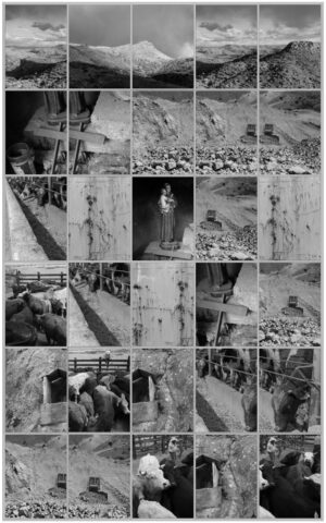 A collage of photos with animals and people.