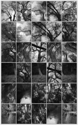 A black and white photo of trees in the sun.
