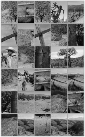 A collage of photos with a cross and trees.