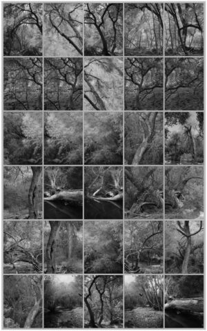 A series of photographs showing trees and bushes.