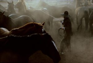 A man herds horses in the dusty field.
