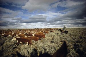 A herd of cattle is being herded by cowboys.