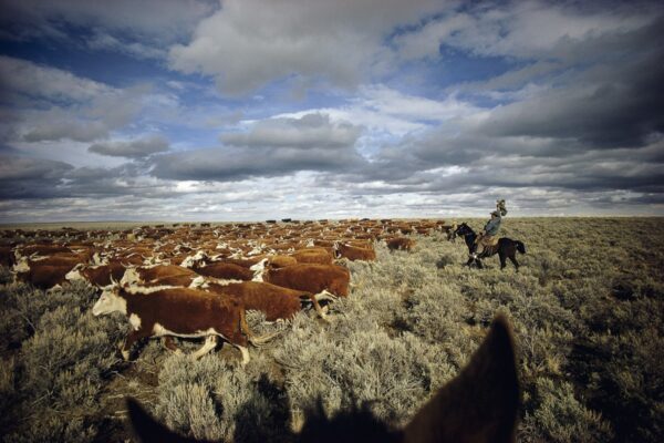 A herd of cattle is being herded by cowboys.