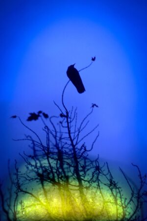 A tree with branches and leaves in the background.