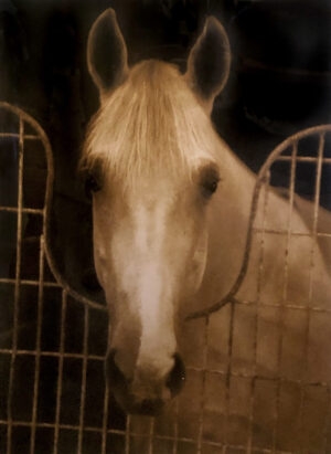 A horse is standing behind bars in its pen.
