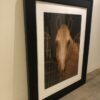 A picture of a horse in its cage.