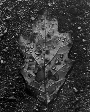 A leaf with water drops on it's surface.