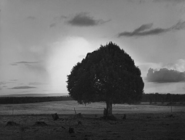 A tree in the middle of nowhere with sun setting behind it.
