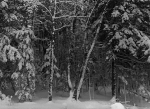 A black and white photo of trees in the snow.