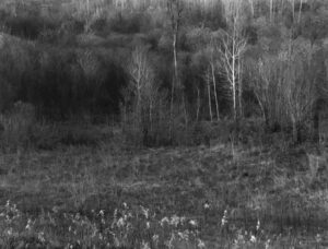 A black and white photo of trees in the distance.