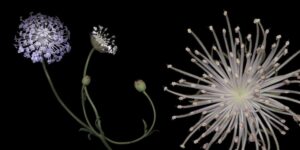 A close up of the flower and stem.