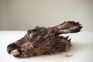 A dead animal laying on its side with it's head down.