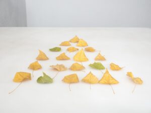A group of leaves that are arranged to look like a triangle.