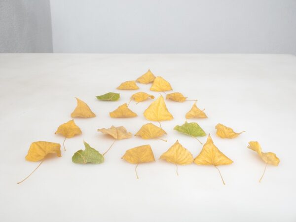 A group of leaves that are arranged to look like a triangle.