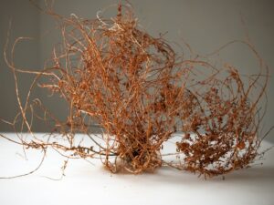 A close up of some brown plants on top of a table