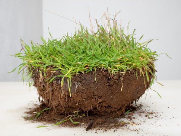 A bowl of dirt with grass growing on top.