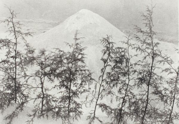 A black and white photo of trees in front of a mountain.