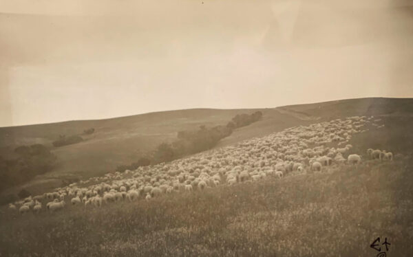 A herd of sheep grazing on top of a hill.