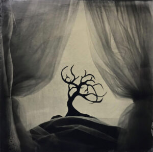 A tree sitting in front of some curtains