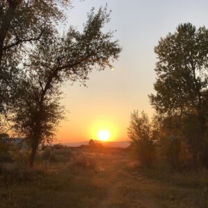 A sunset with trees and dirt road in the foreground.